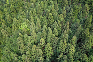 上から見た針葉樹林

