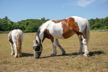 Naklejka na ściany i meble Two domestic horses grazing in field on hot summer day. White and brown horse with face hood. 