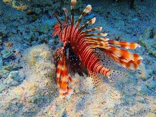 Lionfish near Jaz Lamaya, Coraya bay, Marsa Alam, Egypt, red sea
