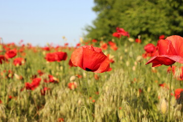 Fototapeta na wymiar Poppies.Poppy field. Poppy field in Ukraine.