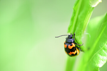 イタドリハムシ（埼玉県/4月）