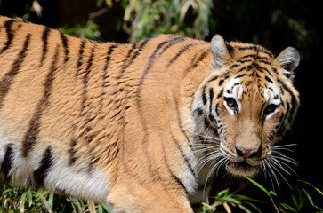 Obraz premium トラ