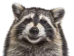 head shot of a young Raccoon facing at the camera with happy expression isolated