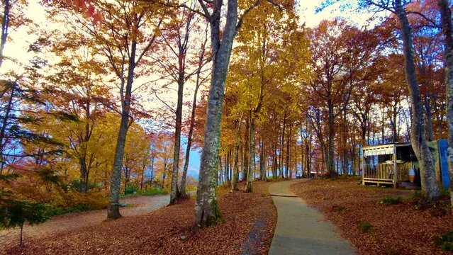 長野県白馬岩岳の紅葉風景を歩きながらPOVショット  4K  2022年10月28日