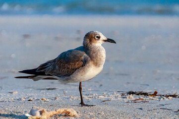 Seagull bird resting on a sandy beach in the Gulf of Mexico, Florida