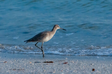 A long-billed sandpiper looking for food on the shore in the Gulf of Mexico, Florida