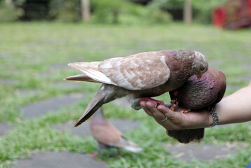 a pigeon perched on a corn-fed hand. illustration for animal lover
