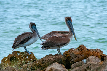 Brown Pelican (Pelecanus occidentalis), an adult bird resting on a rock in the Gulf of Mexico, Florida