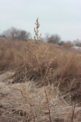 Obraz premium Landscape with dry reeds. Autumn landscape.