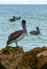 Brown Pelican (Pelecanus occidentalis), an adult bird resting on a rock in the Gulf of Mexico, Florida