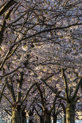Copenhagen, Denmark Cherry blossoms in the Langelinie park  