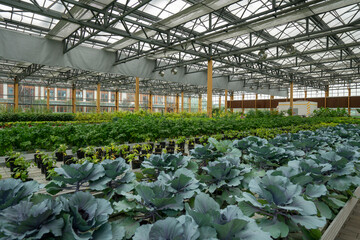 Organic vegetables in agricultural plantations