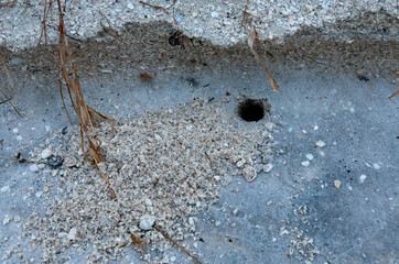 Nora in the sand Atlantic ghost crab (Ocypode quadrata) at the ocean beach, Florida USA