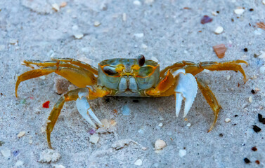 Atlantic ghost crab (Ocypode quadrata) at the ocean beach, Florida USA