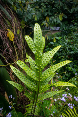 Phymatosorus Scolopendria Leaves: A Closer Look at Nature's Intricate Patterns