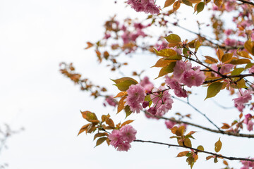 Cherry blossoms blooming in the park