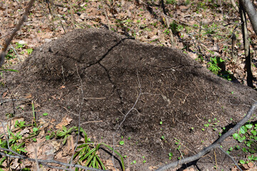 Obraz premium A large anthill with colony of ants and leaves on the ground isolated in the forest 