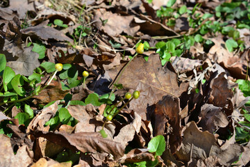 A yellow flowers that has been covered in leaves on the ground in sunny day