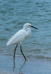 The bird hunts in shallow water, A Great Egret (Ardea alba), Florida