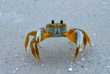 Atlantic ghost crab (Ocypode quadrata) at the ocean beach, Florida USA