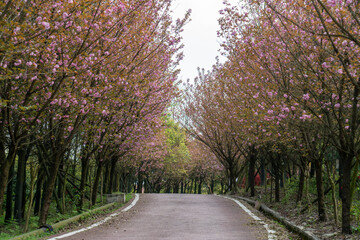 Fototapeta na wymiar Cherry blossoms blooming on the park road