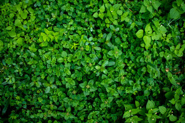 This fresh green leaves backdrop is the perfect way to add a touch of natural beauty to any project