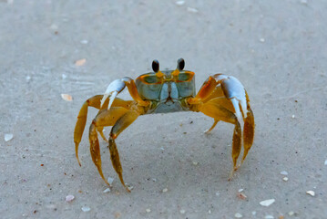 Atlantic ghost crab (Ocypode quadrata) at the ocean beach, Florida USA