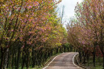 Cherry blossoms blooming on the park road