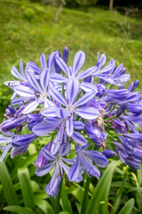 Experience the beauty of Agapanthus praecox - a stunning flowering plant with vibrant blue blooms and lush green foliage, perfect for brightening up any garden or floral arrangement