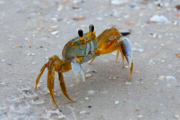 Atlantic ghost crab (Ocypode quadrata) at the ocean beach, Florida USA