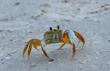 Atlantic ghost crab (Ocypode quadrata) at the ocean beach, Florida USA