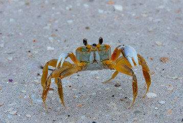 Atlantic ghost crab (Ocypode quadrata) at the ocean beach, Florida USA