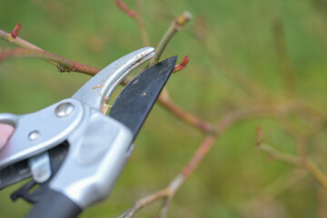 Cutting a rose shrub with pruning shears just above a shoot bud, seasonal gardening in spring,...