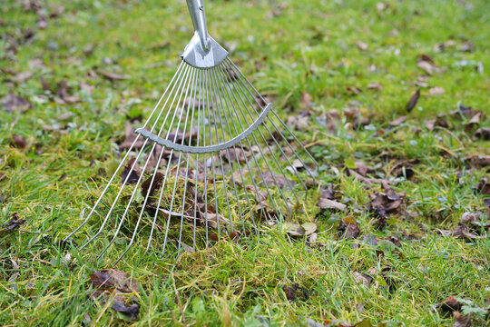 Wire leaf rake removing old brown leaves from the grass in the meadow, cleaning up in garden and yard in spring, copy space, selected focus