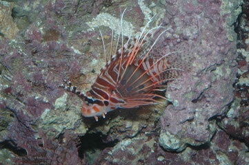 Naklejka na ściany i meble Close-up of a Red Lionfish (Pterois antennata) on the Seafloor