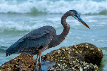 Blue Heron (Egretta caerulea) in a central Florida pond. Florida