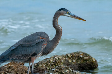 Blue Heron (Egretta caerulea) in a central Florida pond. Florida