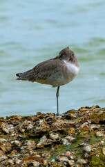 A long-billed sandpiper looking for food on the shore in the Gulf of Mexico, Florida