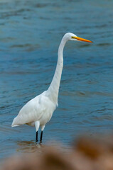 The bird hunts in shallow water, A Great Egret (Ardea alba), Florida