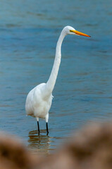 The bird hunts in shallow water, A Great Egret (Ardea alba), Florida