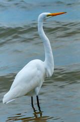 The bird hunts in shallow water, A Great Egret (Ardea alba), Florida