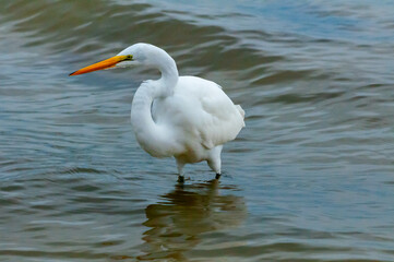 The bird hunts in shallow water, A Great Egret (Ardea alba), Florida
