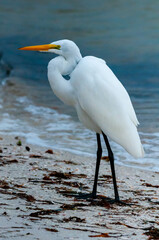 The bird is resting on the shore near the water, A Great Egret (Ardea alba), Florida