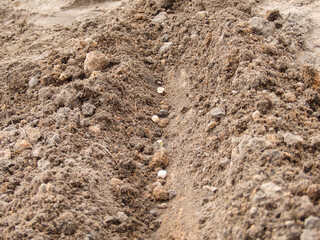 Planting peas in the garden. Planting seed of green peas into soil. Sowing at springtime.