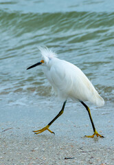 The bird hunts in shallow water, A Great Egret (Ardea alba), Florida