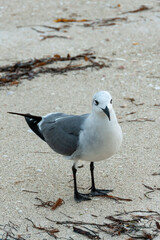 The bird is resting on the sand, American Herring Gull (Larus sp.), Florida