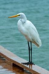 The bird is resting on a wooden pier, A Great Egret (Ardea alba), Florida