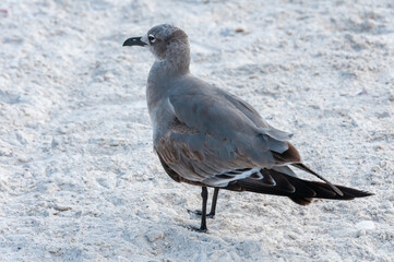 Seagull bird resting on a sandy beach in the Gulf of Mexico, Florida