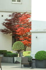 Red tree in the yard 