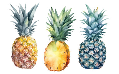 set vector waterolor illustration of ripe pineapple isolated on white background